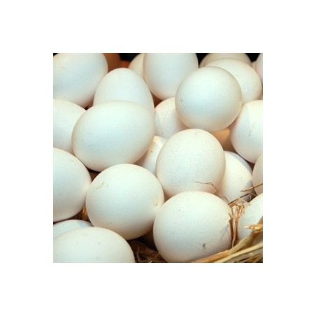 Huevos frescos blancos XL  70-75  g. (6 huevos)